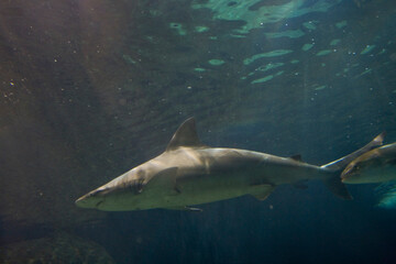  sharks swimming in a large aquarium at the Tenerife Zoo in Spain