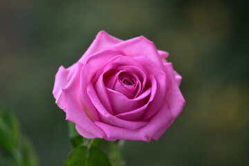 pink rose on green background