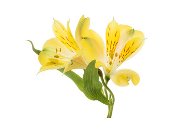 Yellow alstroemeria flowers