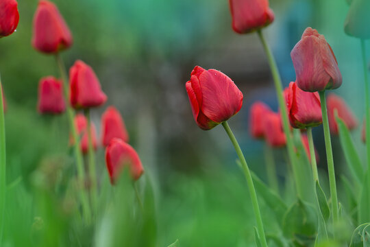 Red spring blooming tulip Parad field