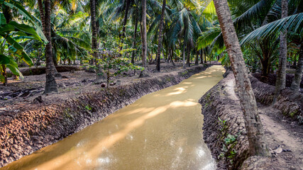 Mekong Delta area of southern Vietnam. Plantation of coconut trees, water canal and pathroad.