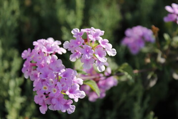 purple lilac flowers