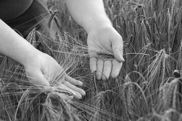 Fototapeta na wymiar A ear full of grain in the farmer's hand