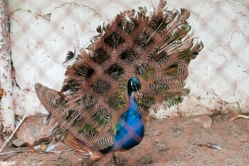 Male peacock in the zoo are sitting in cages in poor condition and keeping.