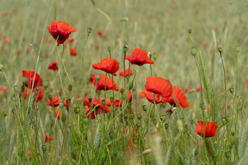Obraz premium Kwiaty czerwonego maku na polu pszenicy