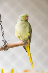 Beautiful colorful Parrot in captivity