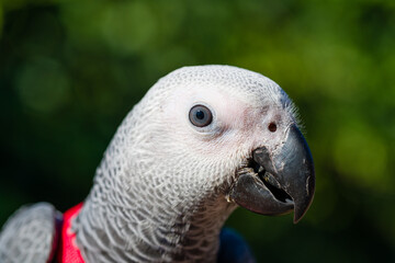 African Grey Parrot ,Psittacus erithacus