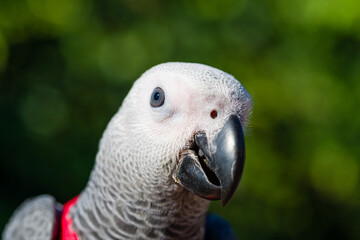 African Grey Parrot ,Psittacus erithacus