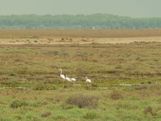 Fototapeta na wymiar family of flamingo birds in natural park