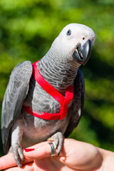 Obraz premium African Grey Parrot ,Psittacus erithacus