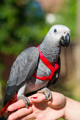 African Grey Parrot ,Psittacus erithacus