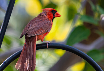 Red Cardinal