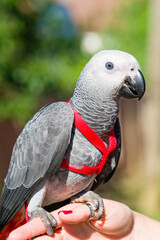 African Grey Parrot ,Psittacus erithacus