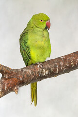 Beautiful colorful Parrot in captivity