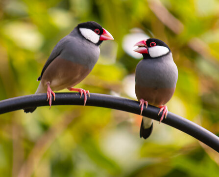 Java Finch Pair