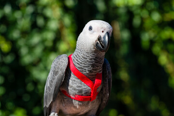 Fototapeta premium African Grey Parrot ,Psittacus erithacus