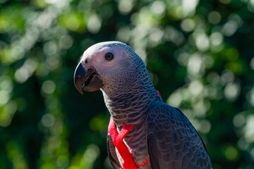 African Grey Parrot ,Psittacus erithacus