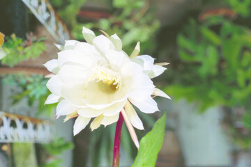 Queen of the Night (Epiphyllum Oxypetalum),Dutchman's pipe cactus or princess of the night is a species of cactus and one of the most cultivated species in its genus