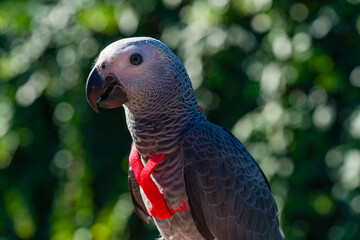 Obraz premium African Grey Parrot ,Psittacus erithacus