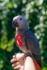 Obraz premium African Grey Parrot ,Psittacus erithacus