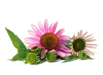 flower of medicinal echinacea plant on white background