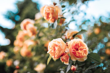 Beautiful bush of orange roses in a spring garden