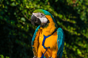 Blue & Gold Macaw parrot ; Ara ararauna