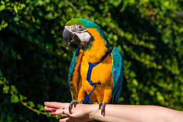 Blue & Gold Macaw parrot ; Ara ararauna
