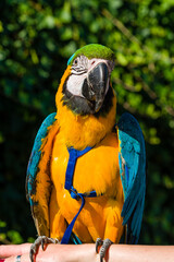 Blue & Gold Macaw parrot ; Ara ararauna