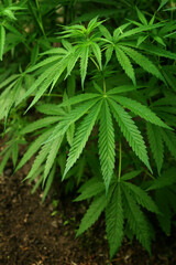 Marijuana leaves. Bush cannabis on blurred background. Marihuana plants close up.