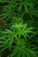 Marijuana leaves. Bush cannabis on blurred background. Marihuana plants close up.