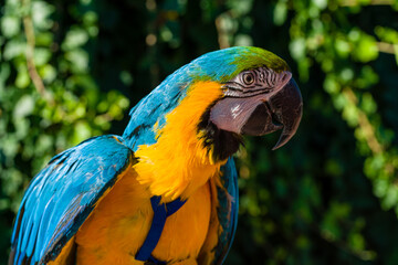Blue & Gold Macaw parrot ; Ara ararauna