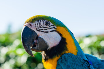 Blue & Gold Macaw parrot ; Ara ararauna