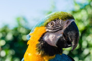 Blue & Gold Macaw parrot ; Ara ararauna