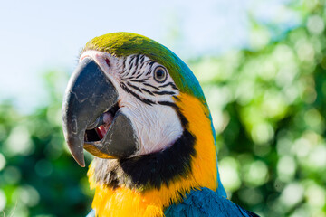 Blue & Gold Macaw parrot ; Ara ararauna