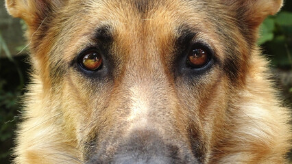 close up of dog eyes