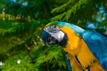 Blue & Gold Macaw parrot ; Ara ararauna