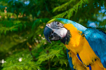 Blue & Gold Macaw parrot ; Ara ararauna