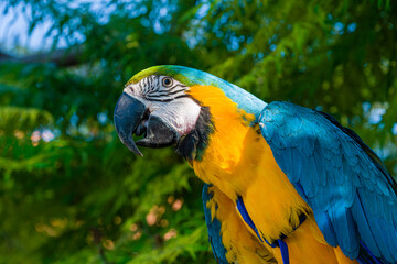 Blue & Gold Macaw parrot ; Ara ararauna