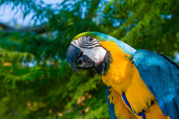 Blue & Gold Macaw parrot ; Ara ararauna