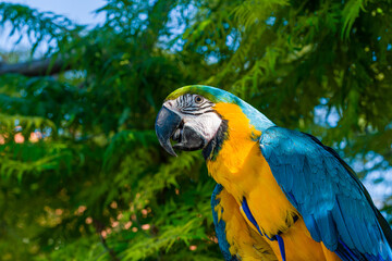 Blue & Gold Macaw parrot ; Ara ararauna