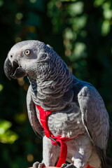 African Grey Parrot ,Psittacus erithacus