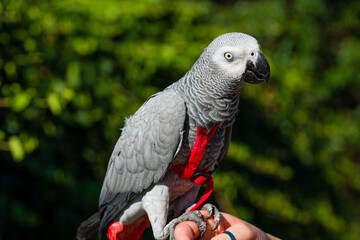 African Grey Parrot ,Psittacus erithacus