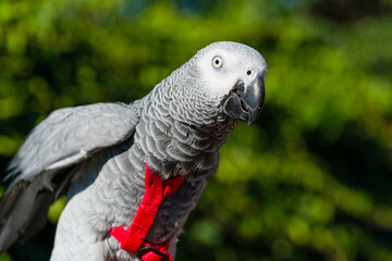 African Grey Parrot ,Psittacus erithacus