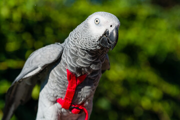 African Grey Parrot ,Psittacus erithacus