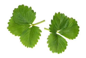 strawberry leaves isolated on white background