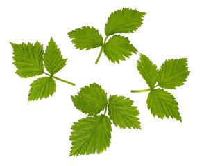 Raspberry leaves isolated on white background © Татьяна Осипова
