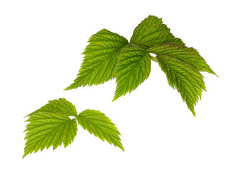 Raspberry leaves isolated on white background