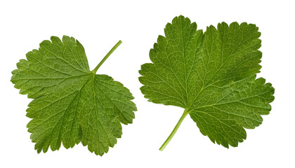 The leaves of black currant isolated on white background