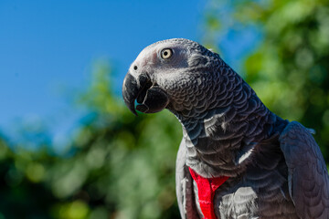 African Grey Parrot ,Psittacus erithacus
